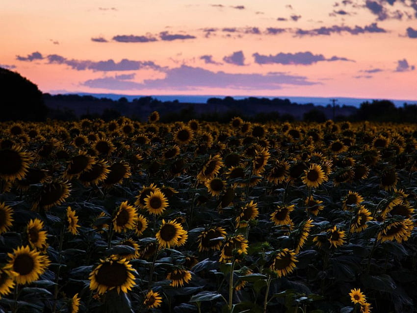 sunflowers, flowers field, sunset, standard 4:3, fullscreen, , background, 8734, 1024X768 Sunflower Sunset HD wallpaper