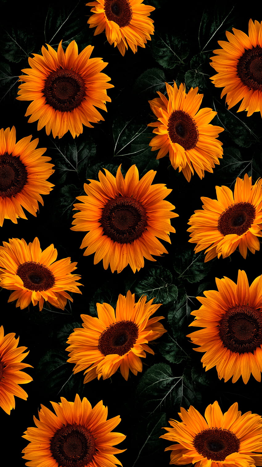 Flores, laranja, pétala, Amarelo, Girassol Papel de parede de celular HD