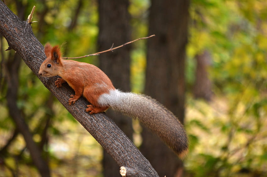 Squirrel, animal, red, cute, veverita, forest, tree HD wallpaper