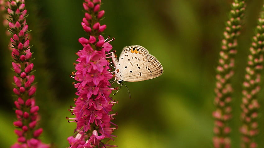 Pretty Butterfly, nature, flowers, butterfly, pretty HD wallpaper
