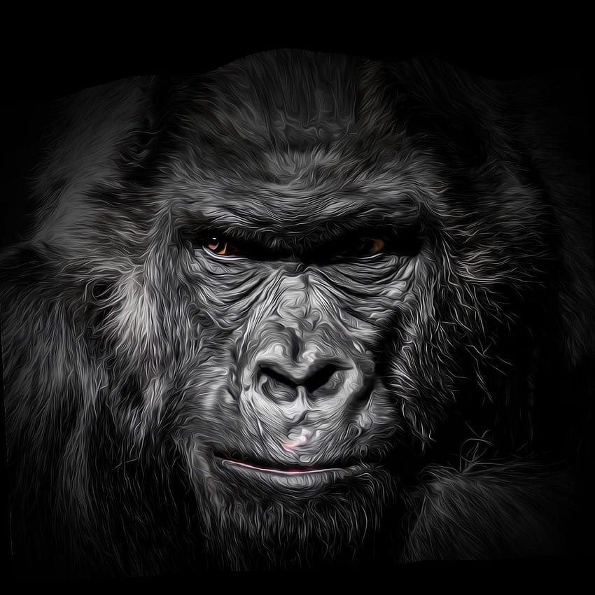 Çizilmiş Goril, Goril Sanatı HD telefon duvar kağıdı