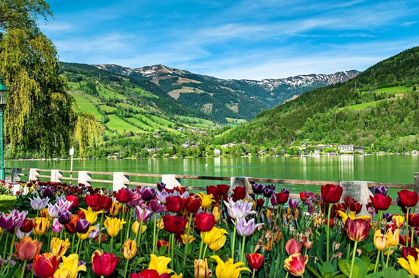 Lake flowers, colorful, delight, peaks, tulips, nice, reflection, flower, greenery, hills, slopes, gras, beautiful, fresh, lake, mountain, summer, cliffs, pretty, freshness, green, clouds, nature, sky, lovely HD wallpaper