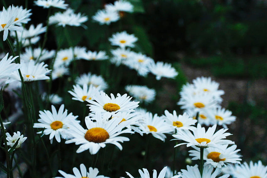 Blumen, Kamille, Blumenbeet, Blumenbeet, Feld HD-Hintergrundbild