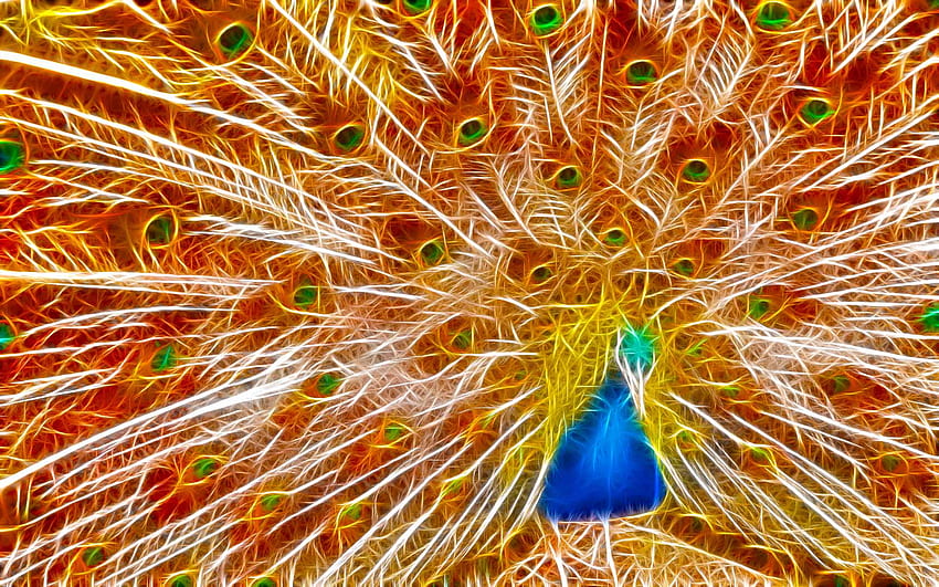Peacock Showing Beauty, feather, abstract, animals, sparkle, fractalius, peacock, beauty HD wallpaper
