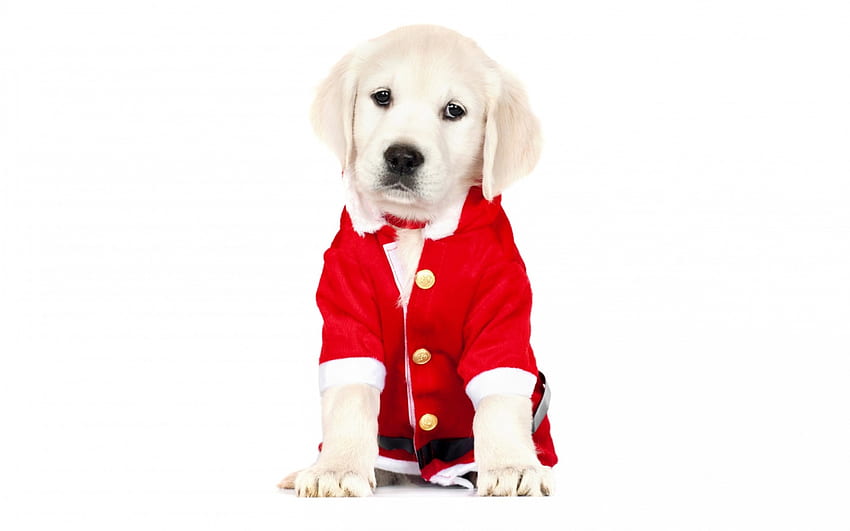 Czekam na Świętego Mikołaja, pies, zwierzę, biały, craciun, uroczy, golden retriever, szczeniak, boże narodzenie, czerwony, mikołaj Tapeta HD