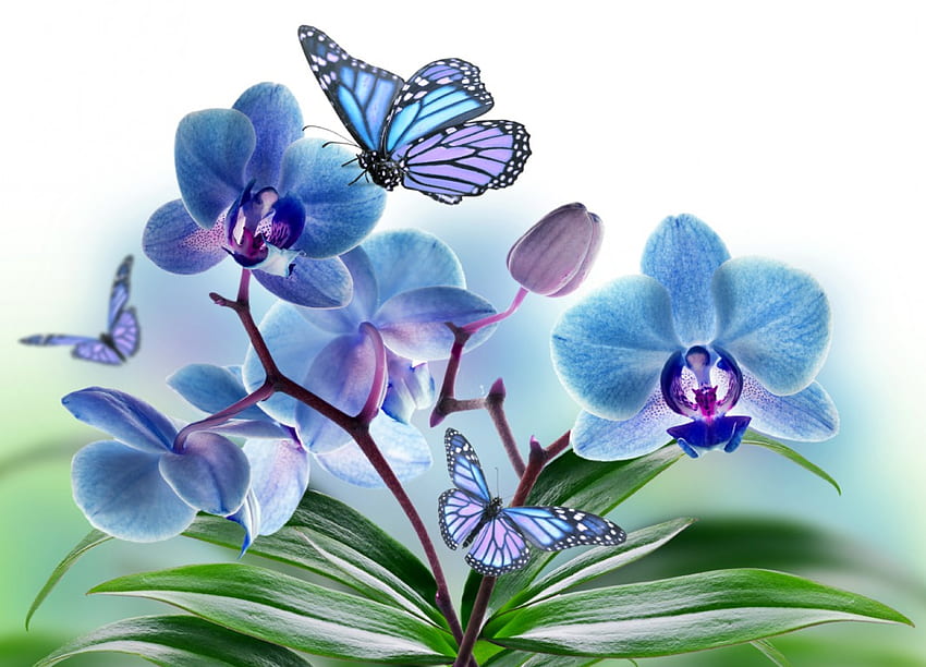 Fiori e farfalle, blu, farfalle, bellissimi fiori, orchidea, primavera Sfondo HD