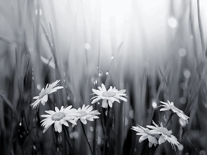 black and white daisies and raindrops , happy 300th, Black and White Daisy HD wallpaper