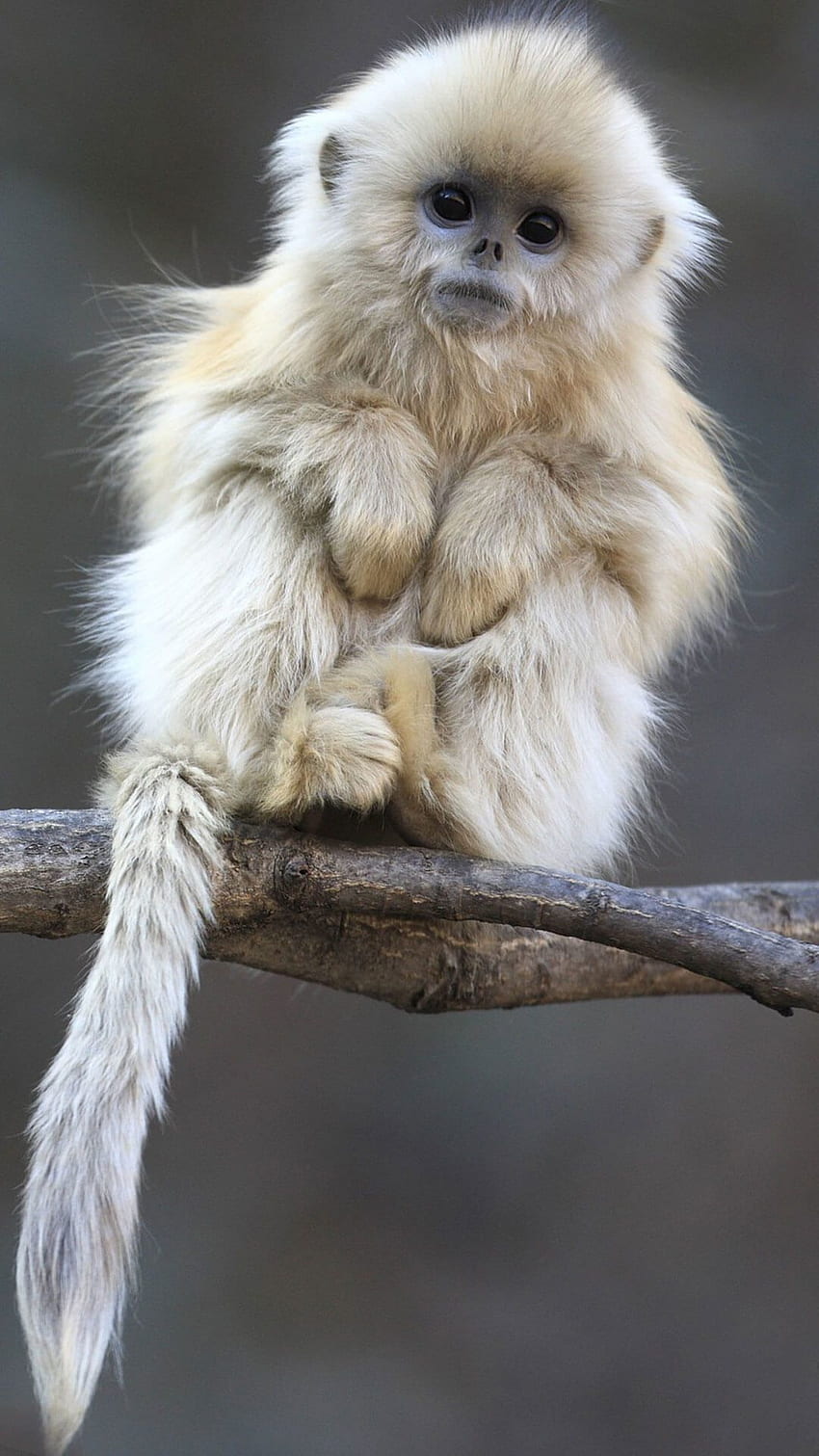 Macaco engraçado e fofo Papel de parede de celular HD