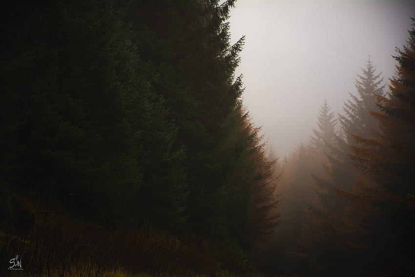 Nature, Trees, Autumn, Coniferous, Forest, Fog HD wallpaper