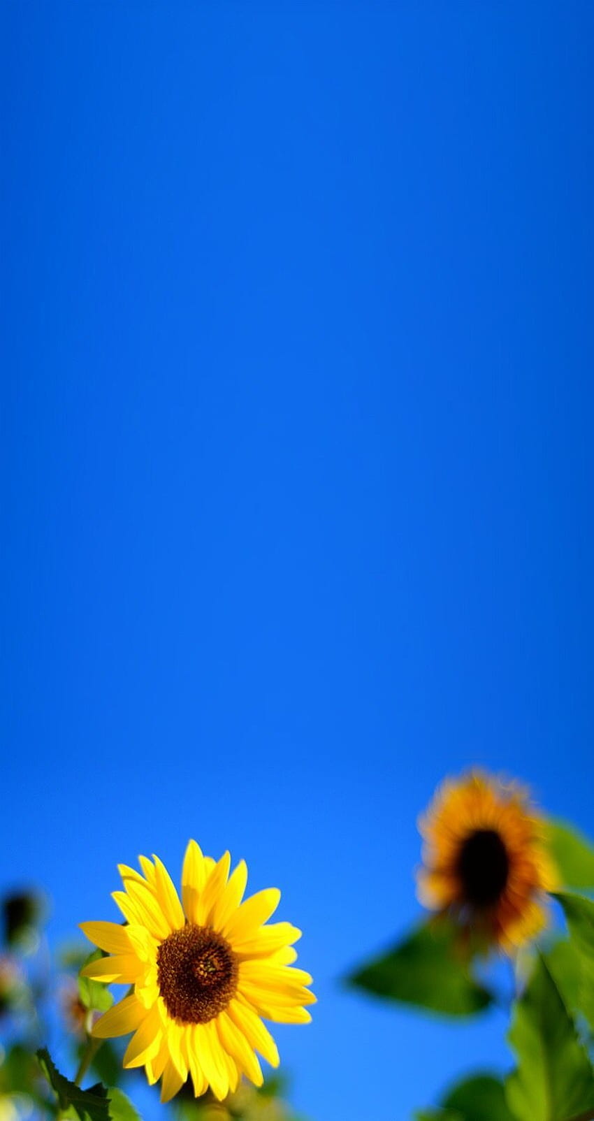 ไวล์ดริชคิดส์. Latar belakang, Fotografi abstrak, Foto alam, ดอกทานตะวันสีน้ำเงิน วอลล์เปเปอร์โทรศัพท์ HD