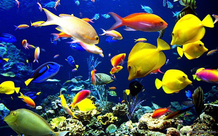 Colorful Ocean Fish - windows 10 HD wallpaper