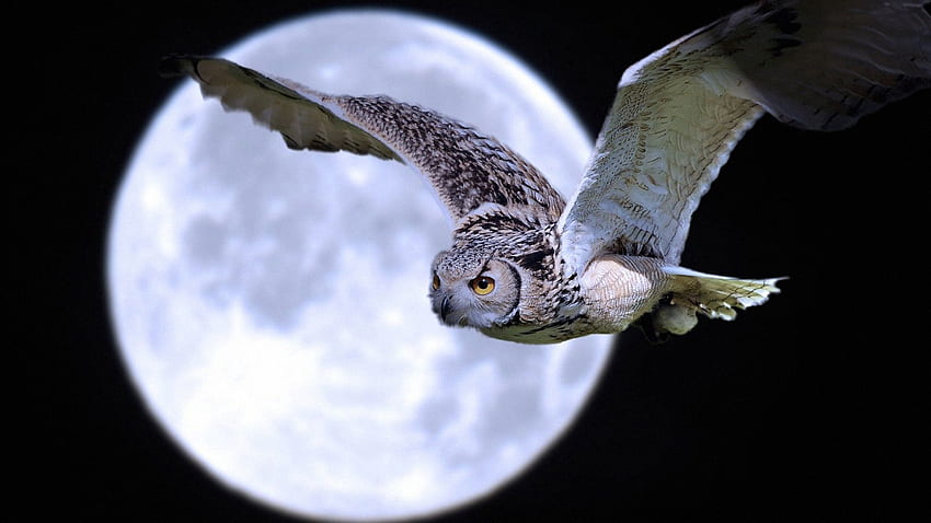 Animals, Owl, Moon, Bird, Predator, Flight HD wallpaper