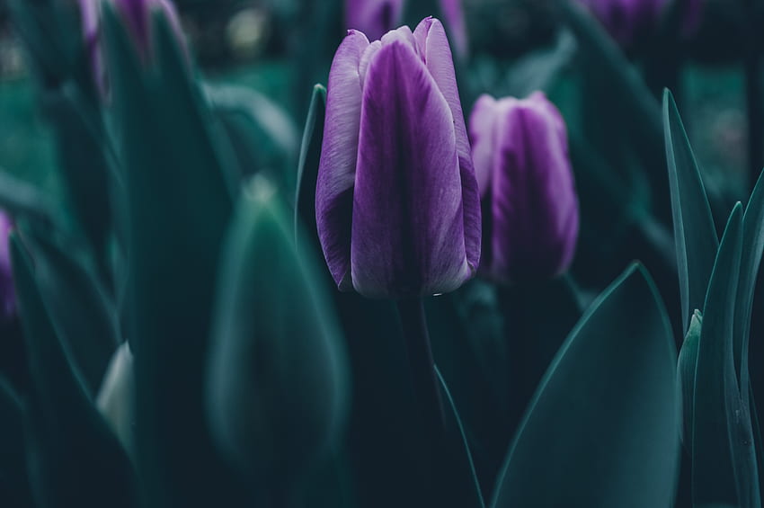 leaves, dark, spring, emotion, purple, green, nature, tulips. Mocah HD wallpaper