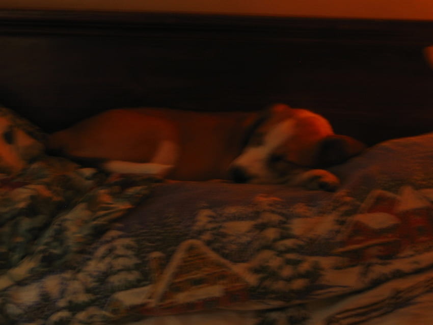 my love, dog, loving, The bast dog in the world, nice HD wallpaper