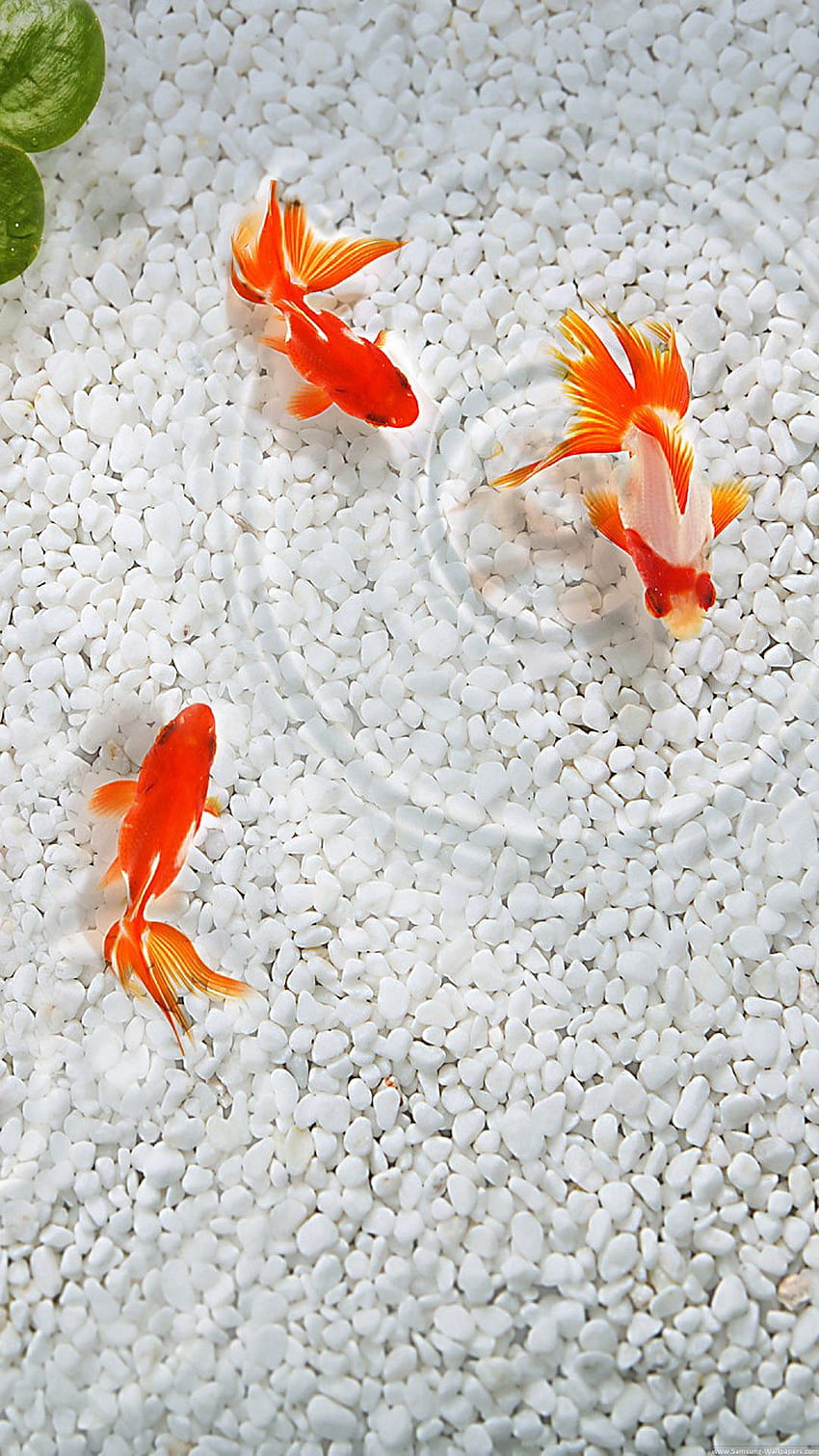 Japanese Fish Wp4006072 Data Src Koi Fish - Gold Fish -, Koi Fish 3D HD phone wallpaper