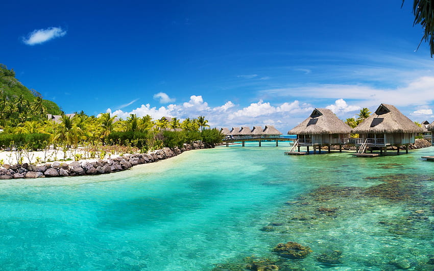 Tropical summer beach thatched bungalows palm clear water Nui, South Pacific HD wallpaper