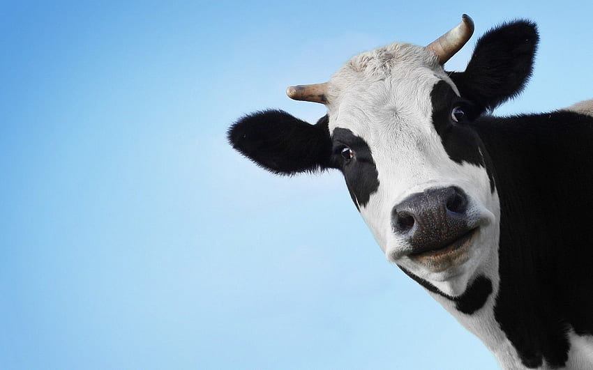 Cute Cow , Black and White Cow HD wallpaper