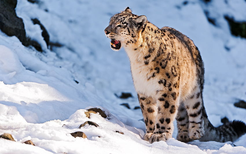 Животни, снежен леопард, сняг, усмивка, хищник, разходка HD тапет
