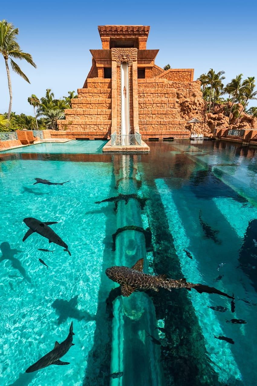 Cose da fare all'Atlantis Bahamas. 20 migliori attività dell'Atlantis Resort Sfondo del telefono HD
