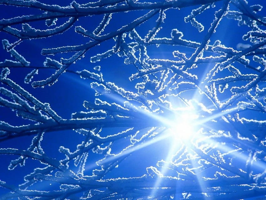 ventana, azul, invierno, ramas, sol fondo de pantalla