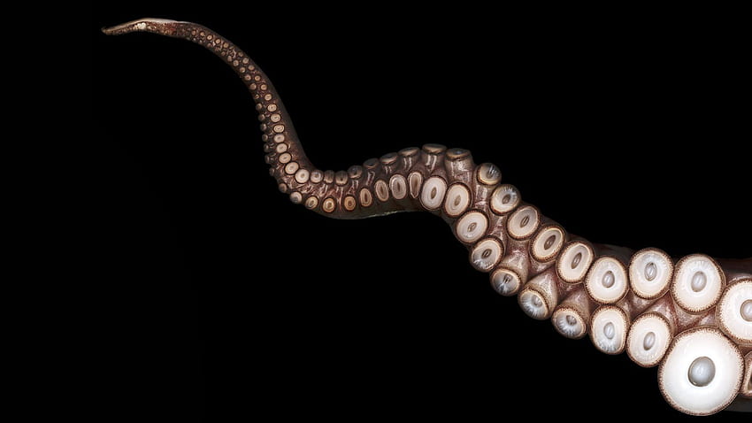Top 70 Octopus - Animal Spot, Minimalist Animal HD wallpaper