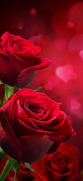 iPhoneXpapers.com | iPhone X wallpaper | my89-red-rose-nature-flower -wood-love-valentine-flare