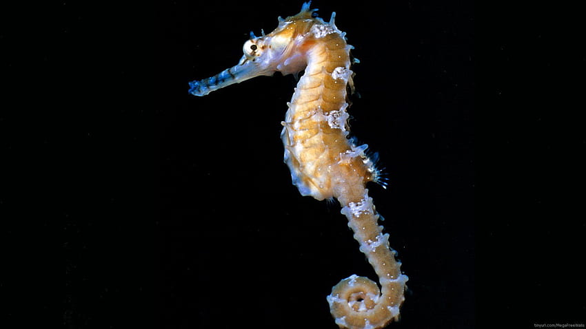 Seahorse and Background HD wallpaper