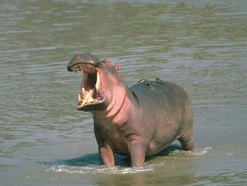 Cute Hippo, Baby Hippo HD wallpaper | Pxfuel