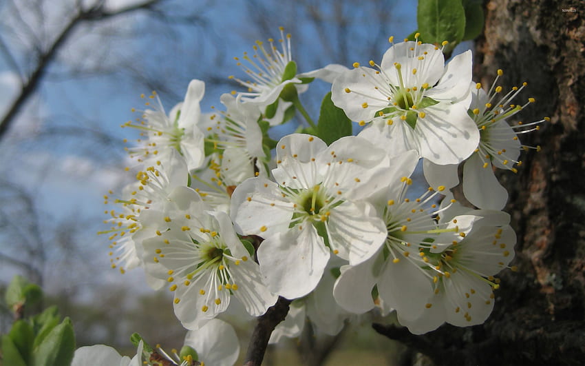 Plum blossoms - Flower HD wallpaper