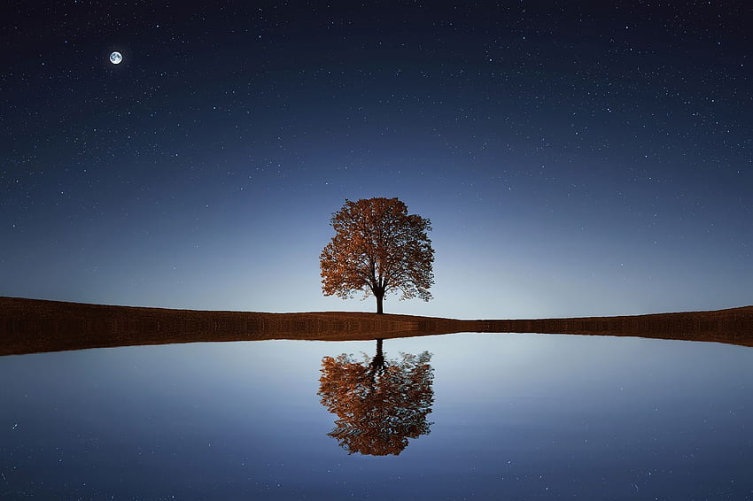 Grüner Baum · Lager, ruhige Meditation HD-Hintergrundbild