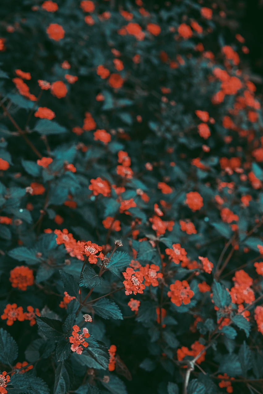 Flowers, Leaves, Bush, Bloom, Flowering HD phone wallpaper | Pxfuel