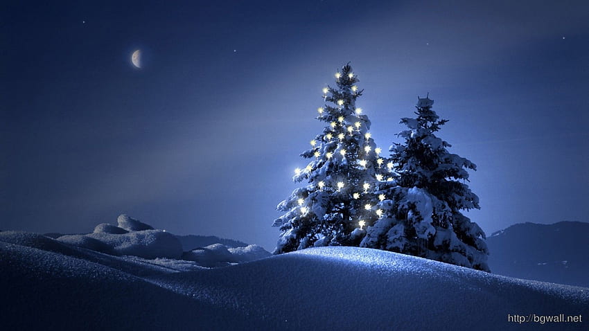 Christmas Trees In The Snow 4058 – Background, Snowy Christmas Tree HD wallpaper