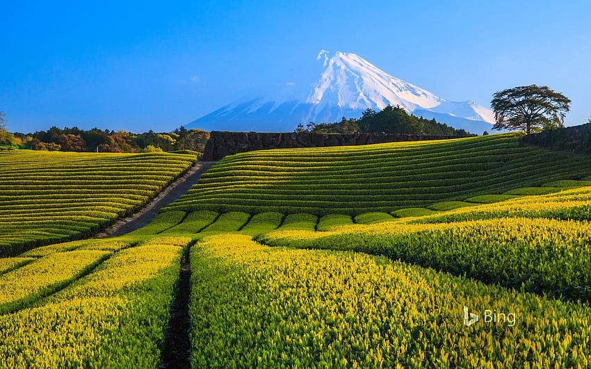 Green tea plantation and Mount Fuji, Shizuoka, Japan - Bing - Sonu Rai HD wallpaper