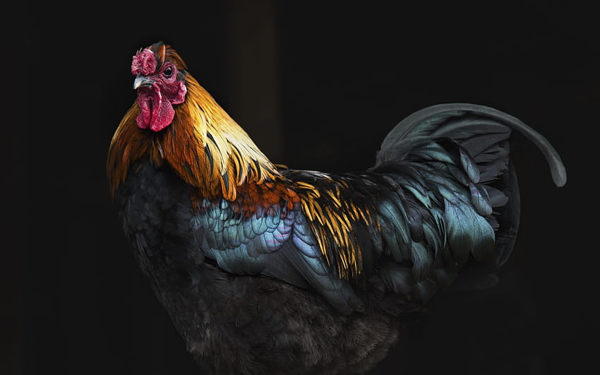 Rooster, Feathers, Avian, Beak HD wallpaper