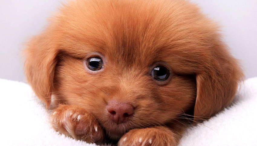 강아지의 귀여운 아기, 귀여운 아기 강아지 HD 월페이퍼