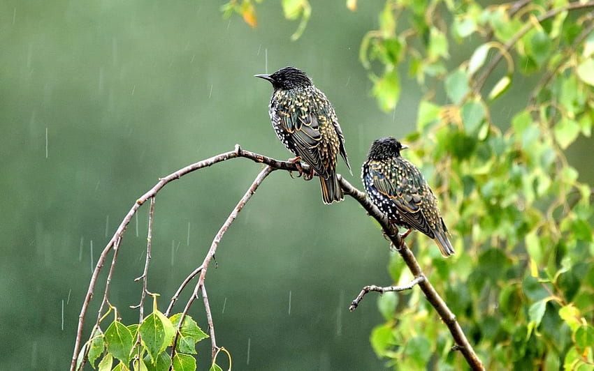 Blackbirds in Rain, Latvia, birds, animals, tree, rain HD wallpaper
