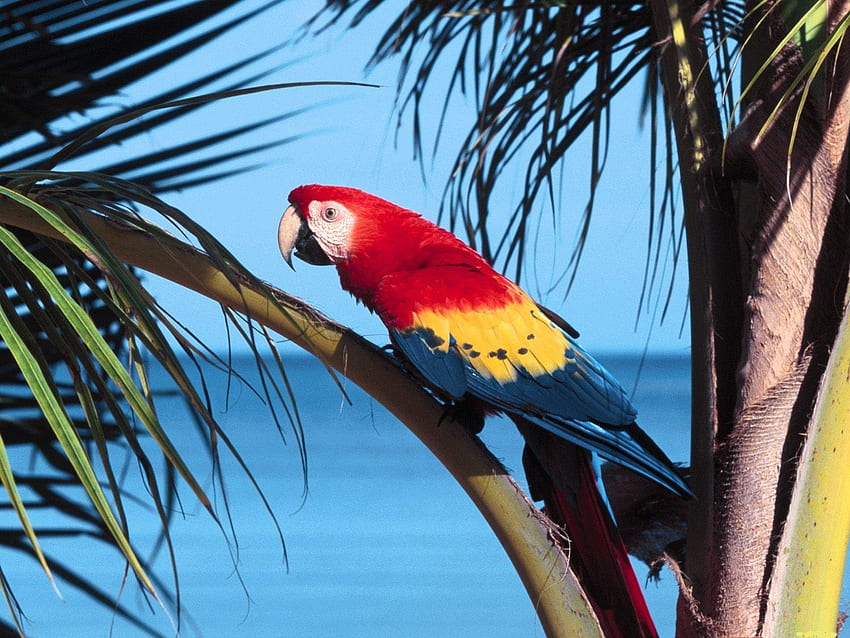 Kumpulan Ikan 2000: Macaw Parrot HD wallpaper