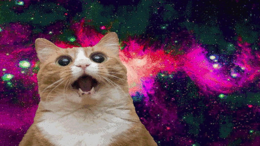 kucing gila, Kucing Kosmik Wallpaper HD