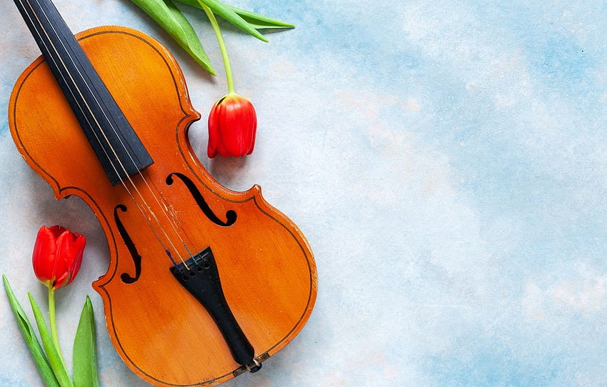 flowers, music, violin, tulips for , section музыка, Fiddle HD wallpaper