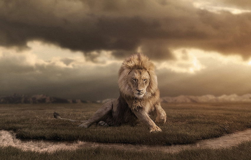 clouds, Leo, Africa, wildlife, retouching for , section кошки, African Wildlife HD wallpaper