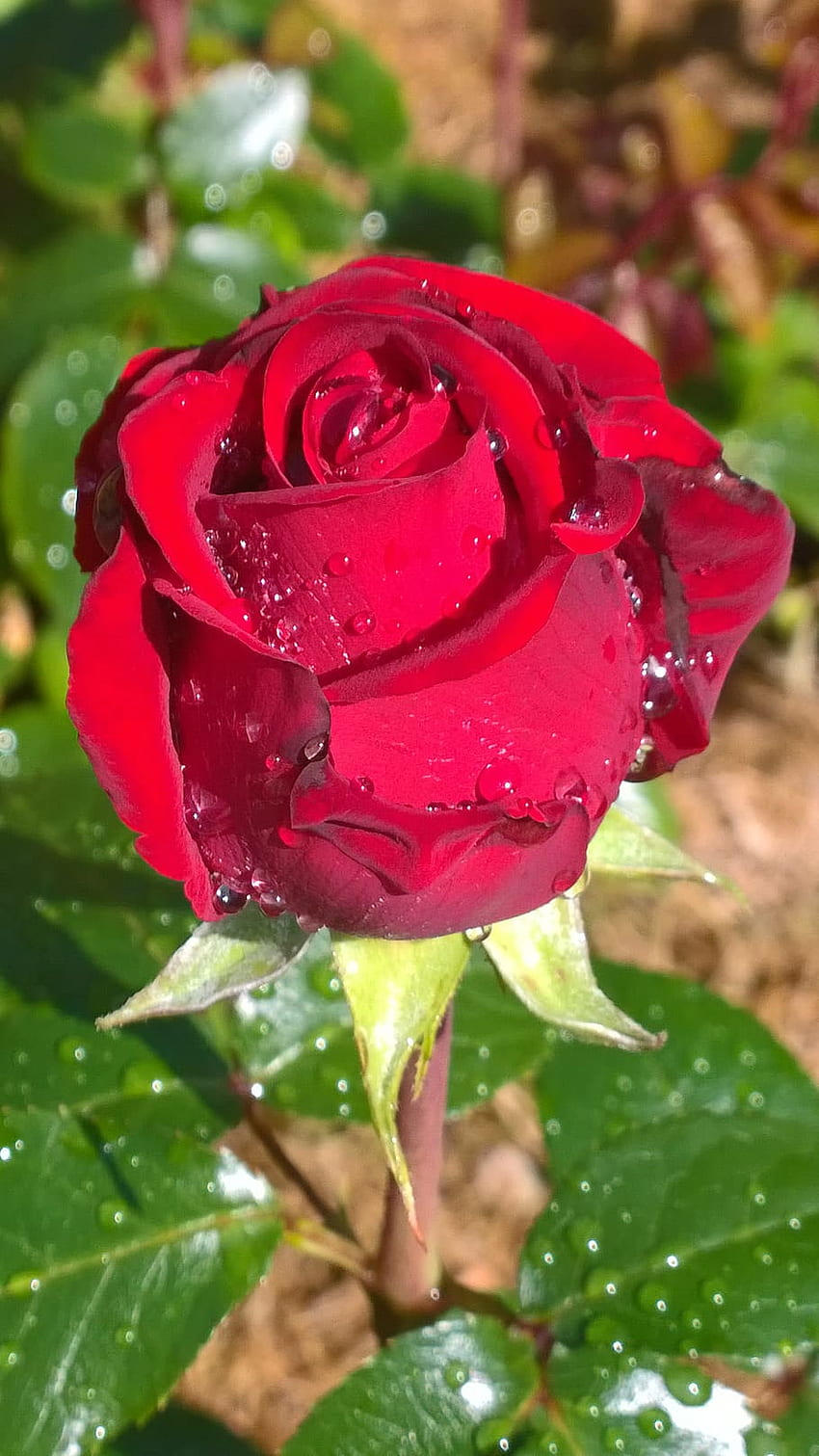 rain rose , flower, garden roses, flowering plant, rose, petal, floribunda, julia child rose, red, hybrid tea rose, pink, Tea Flowers Garden HD phone wallpaper