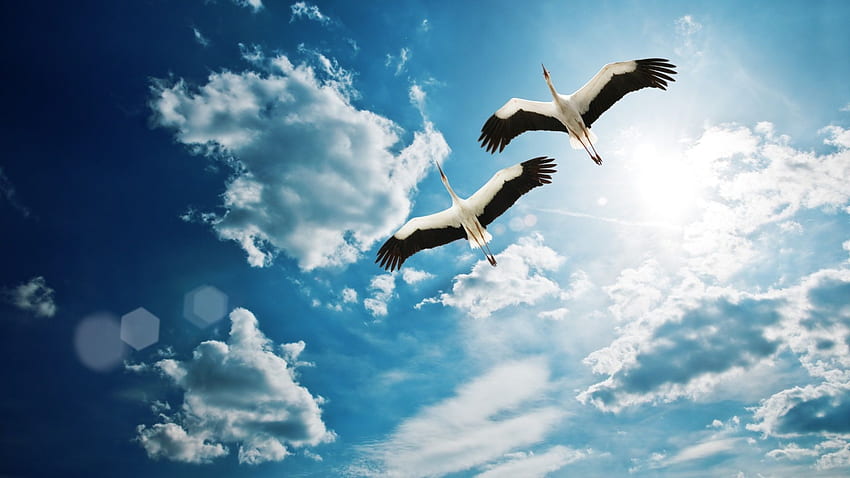 空を飛んでいる鳥 2 羽の鶴、雲いっぱい、、Birds In Sky 高画質の壁紙