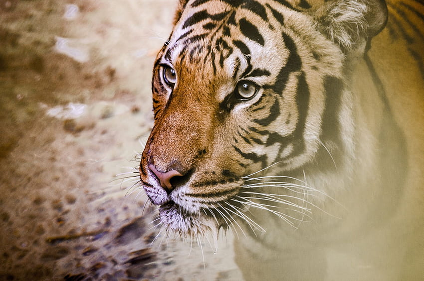 Face Of An Aggressive Tiger - - - Tip HD wallpaper