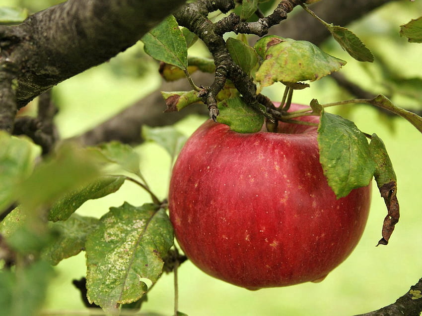 Lebensmittel, Apfel, Blätter, Zweig, reif HD-Hintergrundbild