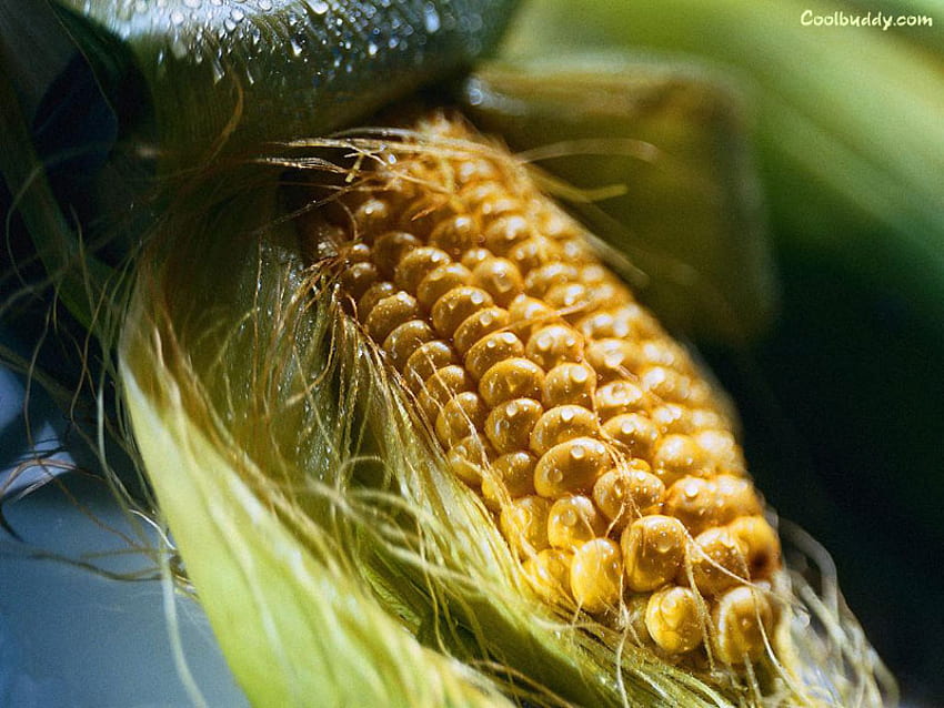 Corn Husk, corn on the cob, cobb, corn on the cobb, corn, cob, husk HD wallpaper