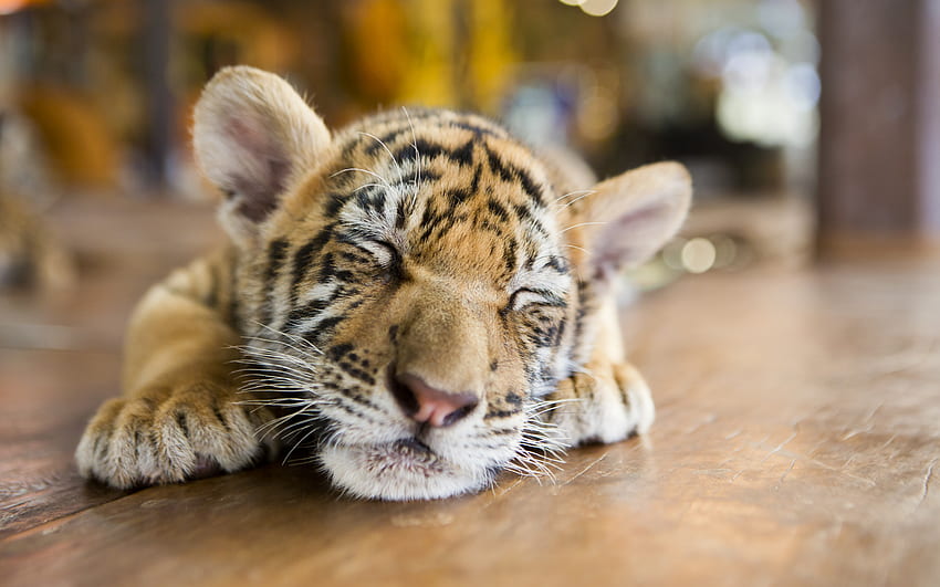 piccola tigre, simpatici animali, predatori, cucciolo di tigre addormentato, gatti selvatici, animali selvatici, tigri Sfondo HD