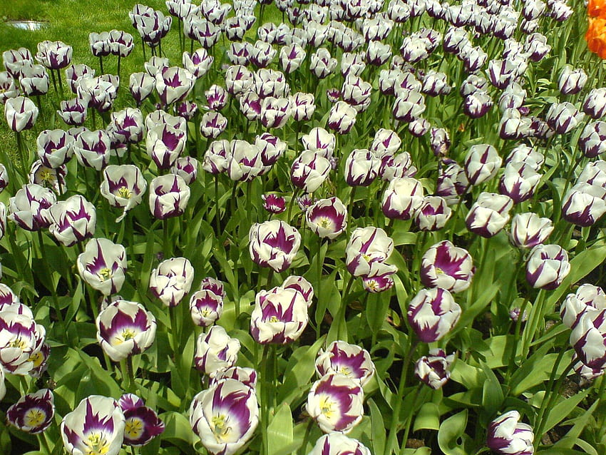 Blumen, Tulpen, Park, Blumenbeet, Blumenbeet, aufgelöst, locker, Rasen, bunt, gesprenkelt HD-Hintergrundbild