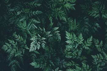 Muốn tận hưởng sự mạnh mẽ của màu xanh đậm? Hãy thưởng thức những hình nền HD với các lá xanh đậm tuyệt đẹp. Với cách bố trí thông minh và màu sắc rực rỡ của lá, hình nền này sẽ cung cấp cho bạn một trải nghiệm độc đáo và ấn tượng.