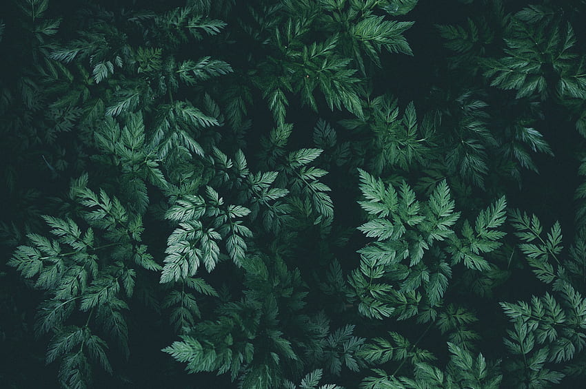 Umleitung im Jahr 2021. Natur, dunkelgrüne Ästhetik, grüne Natur, dunkelgrüne Blätter HD-Hintergrundbild