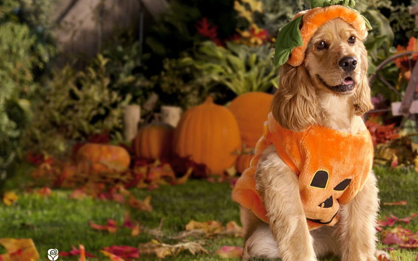 Owassoisms Dog Halloween Costume, Cute Halloween Dog HD wallpaper